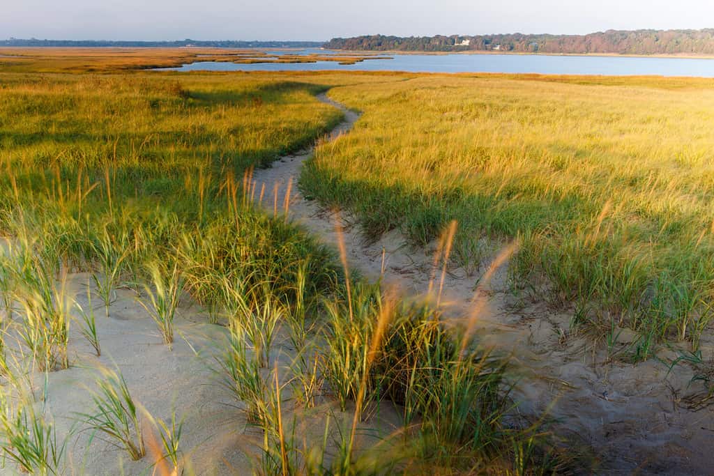 A sandy path through dune grass at Coast Guard Beach in the Cape Cod National Seashore. Eastham, Massachusetts.