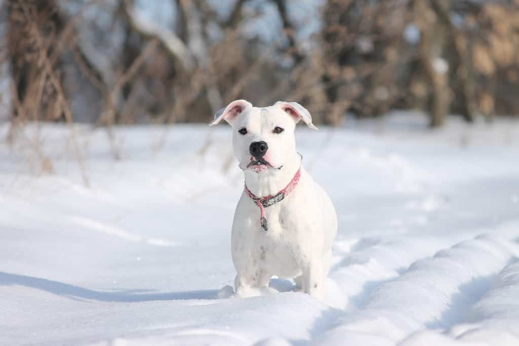 American Pit Bull Terrier