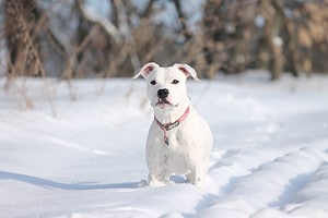 Training a Pit Bull: Best Tips, Common Mistakes, and More! Picture