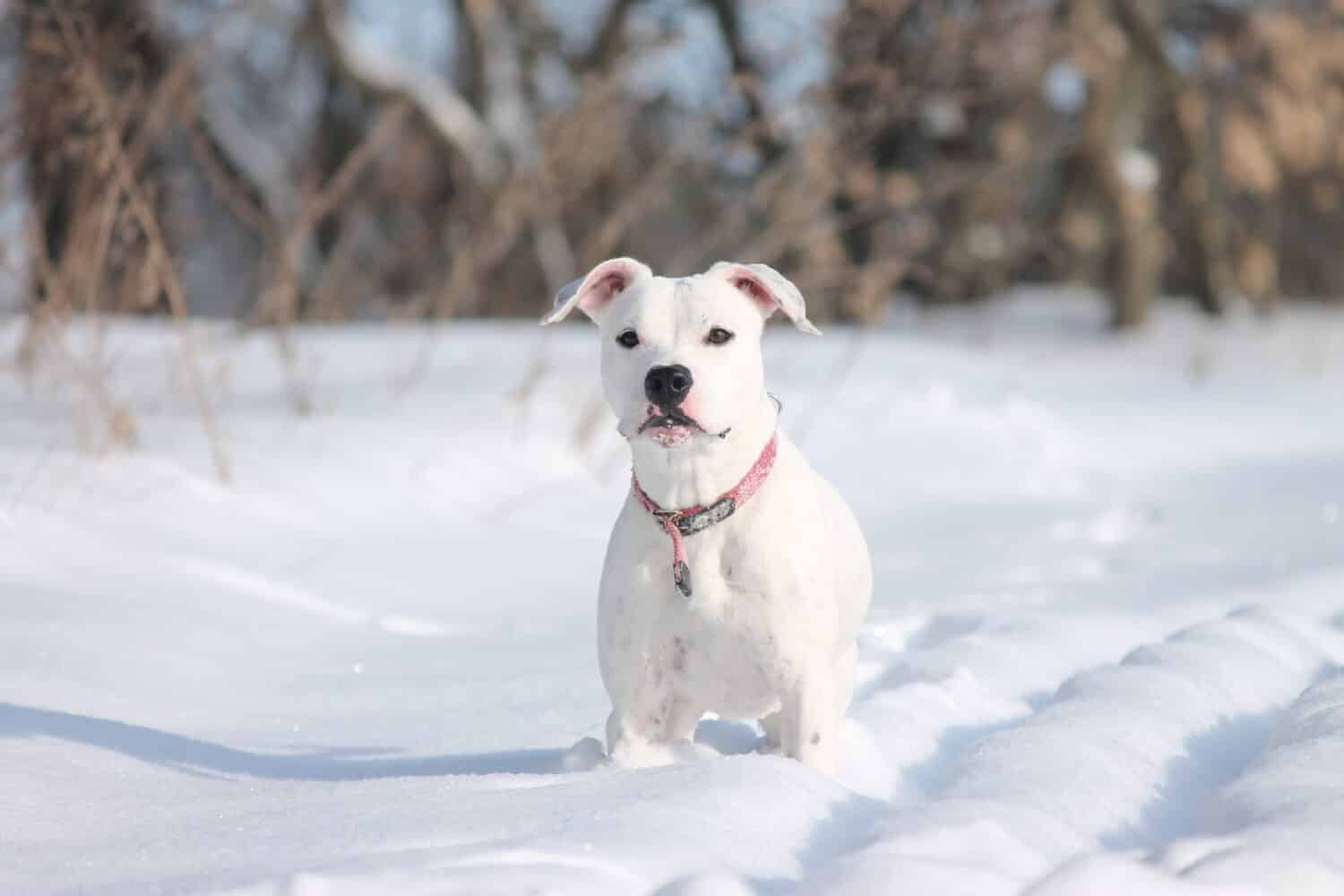 white pit bull terrier