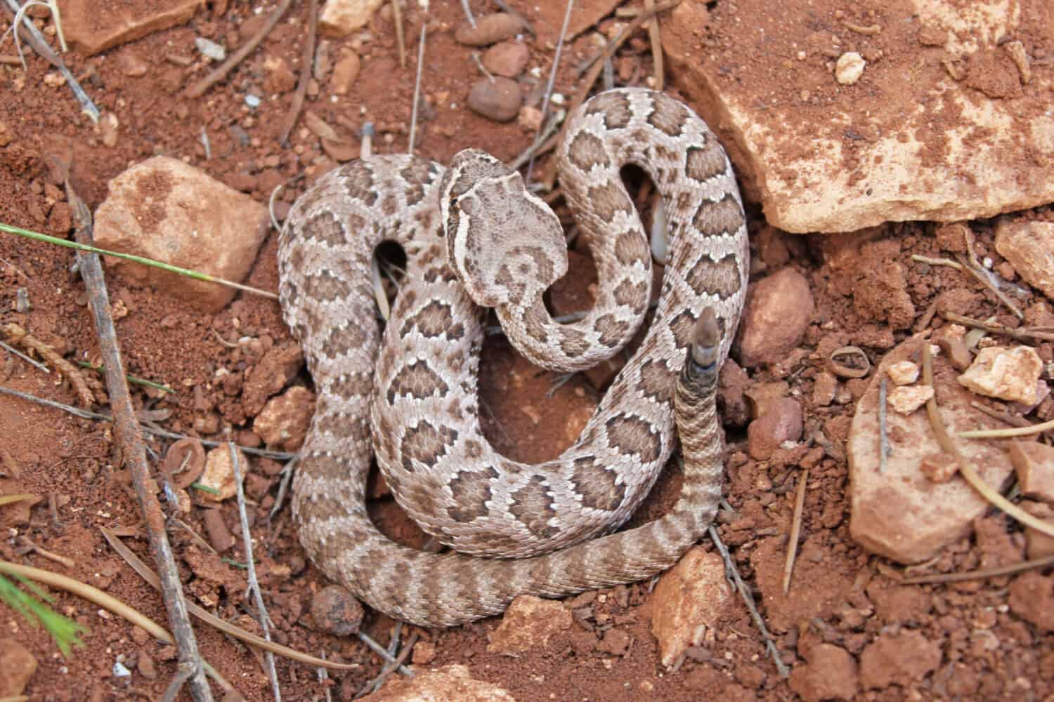 Grand Canyon Pink Rattlesnake 