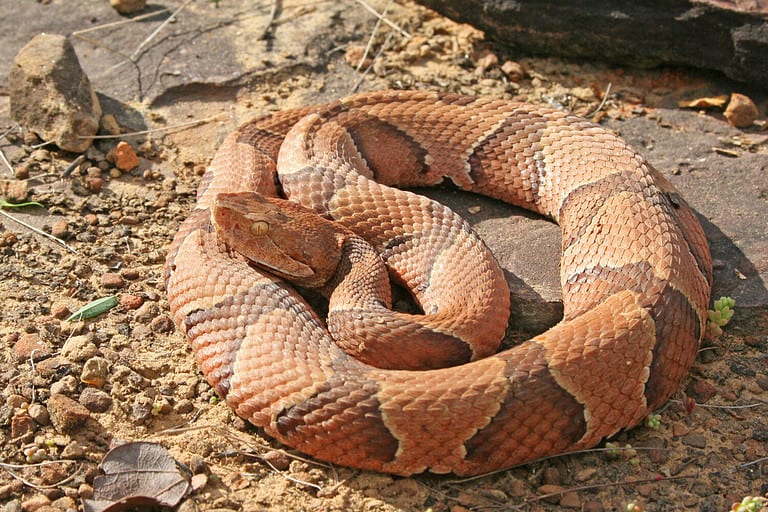 Discover the 42 Snakes in Kansas (5 Are Venomous) AZ Animals