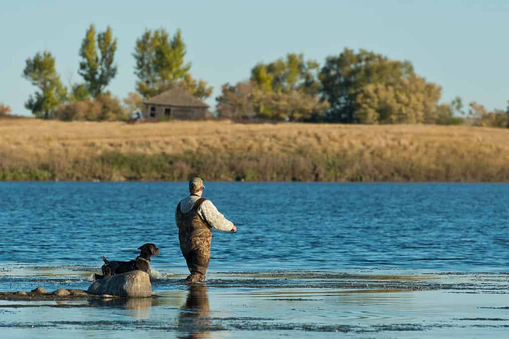 A hunter in camouflage waders carrying a shotgun stands waist-deep in the lake, preparing to hunt ducks. 