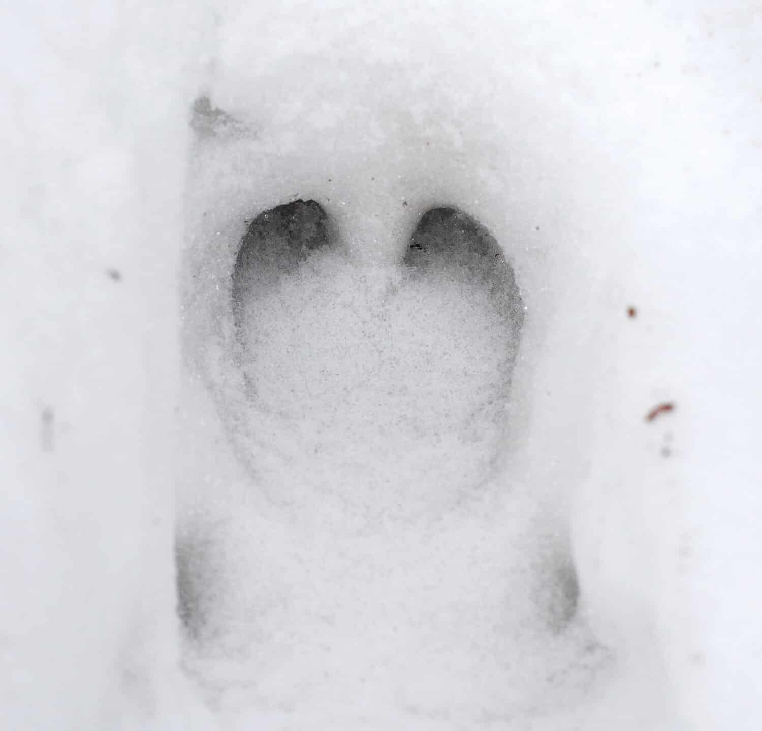 Traces of wild boar left on the snow in the forest. Photo close-up in the winter season. Animals activity traces and footprints in the fresh March snow in the forest.