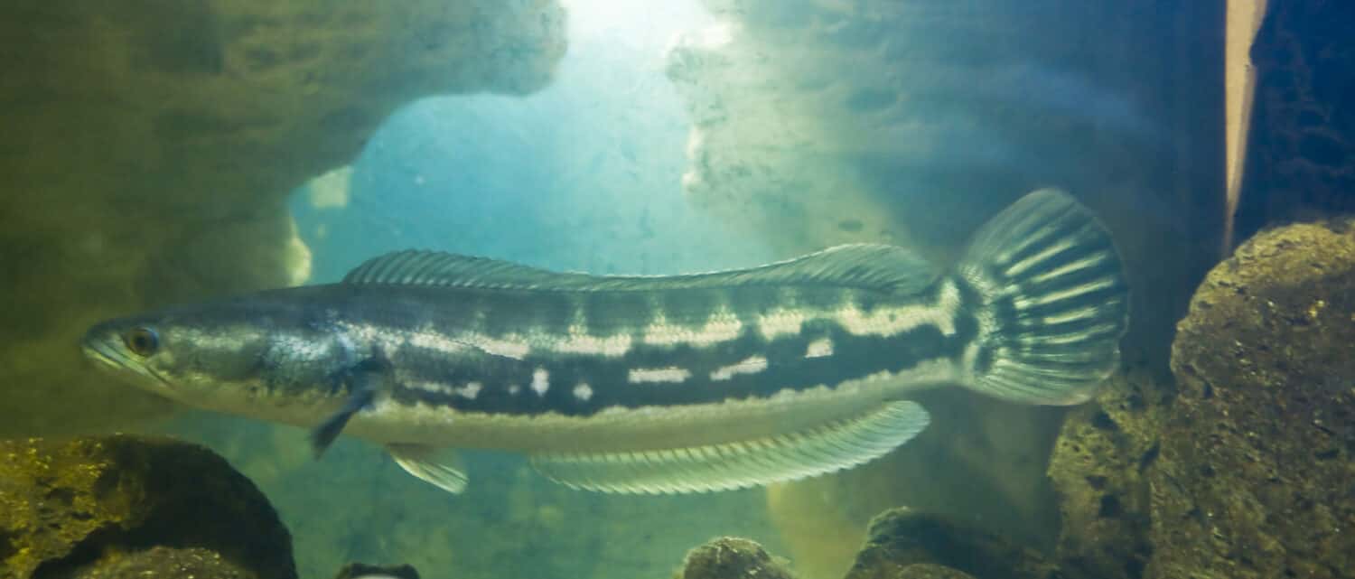 Snakehead fish, latin name Channa Argus, lives in Far East.
