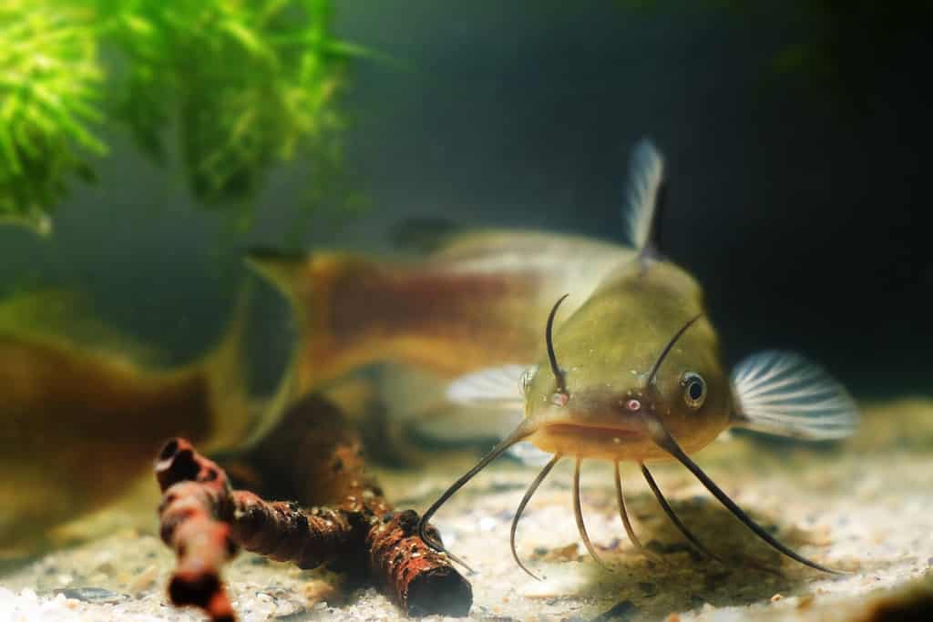 Channel catfish, Ictalurus punctatus, freshwater predator in European biotope fish aquarium