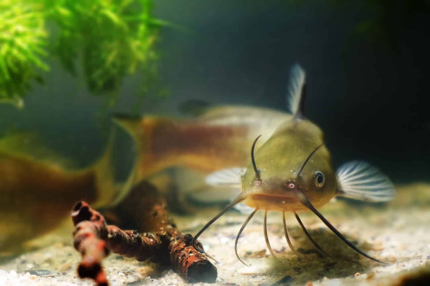 Channel catfish, Ictalurus punctatus, freshwater predator in European biotope fish aquarium