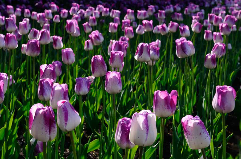 Bed of purple and white Shirley Tulips backlit in early morning sun