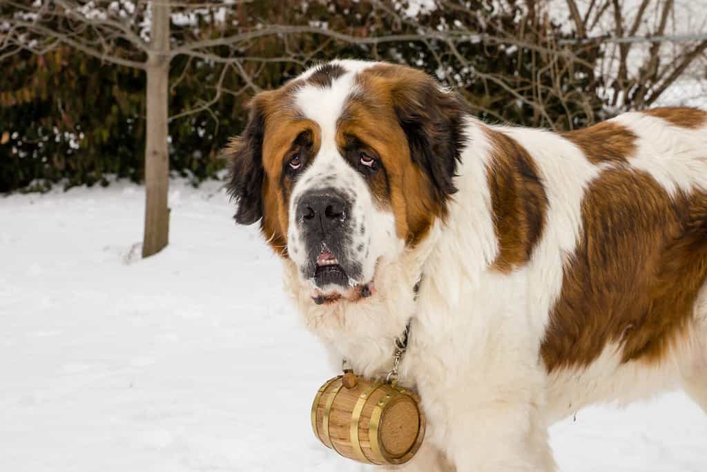 A Saint Bernard dog wearing a barrel in snowy weather.