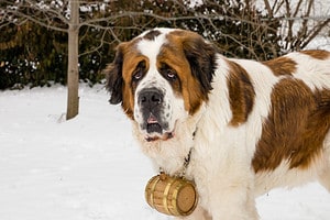 15 Dog Breeds Most Similar to St. Bernards Picture