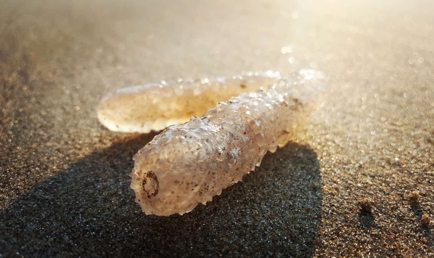 Pyrosomes on the Beach in Oregon