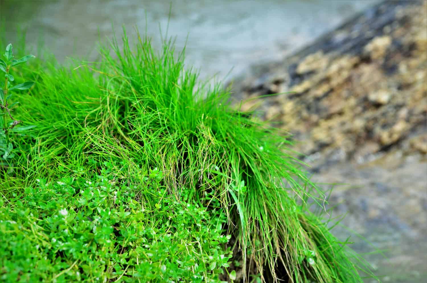 The banks of the Jaguari river, Zoysia tenuifolia grass