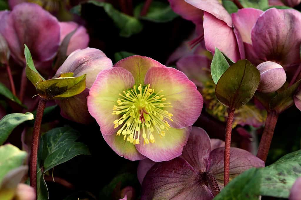 Helleborus Penny's Pink