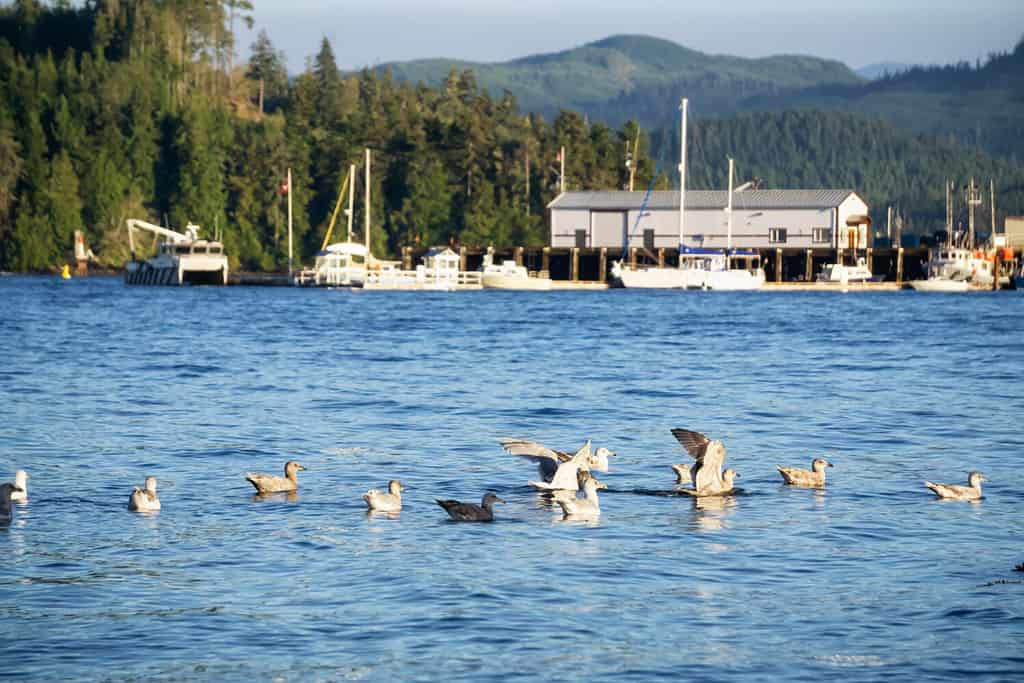 Birds in water during a sunny summer evening. Taken in Port Hardy in Vancouver Island, British Columbia, Canada.