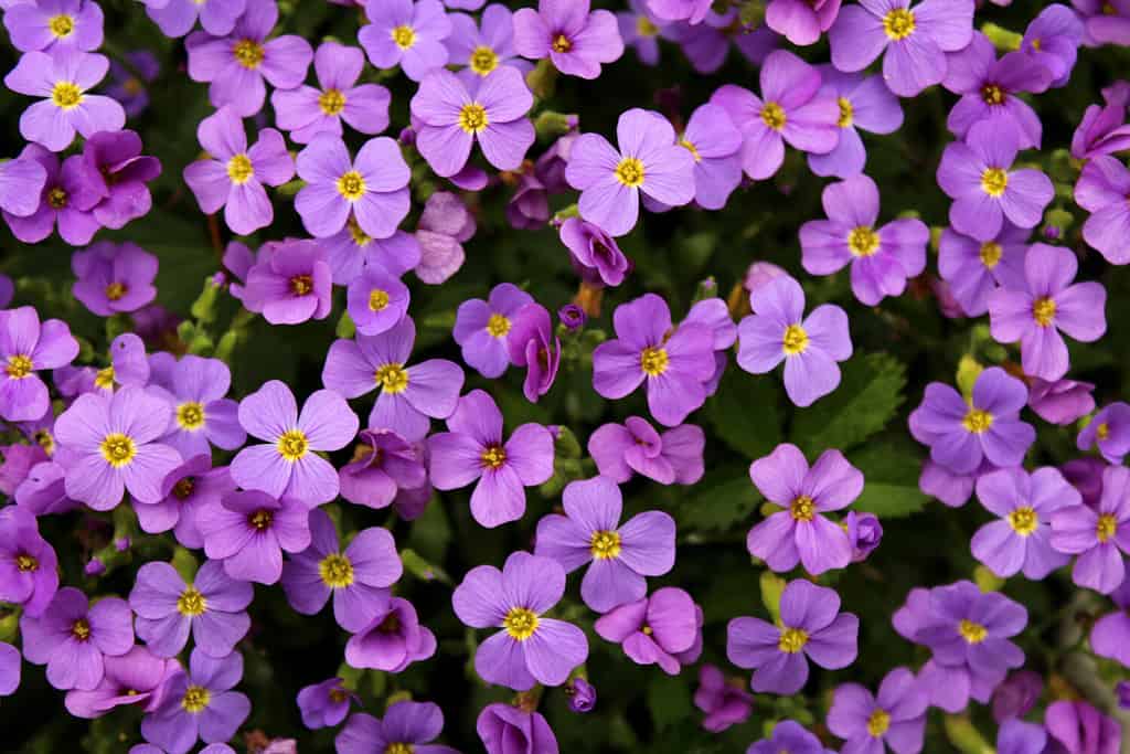 Aubretia or Aubrieta low spreading hardy evergreen perennial flowering plants with multiple dense small violet flowers with yellow center planted in local garden looking as texture or wallpaper