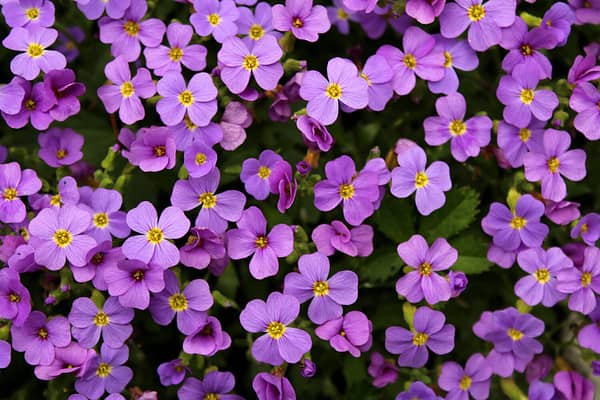 Flower Types R 13 Beautiful Flowers That Start With R - A-Z Animals