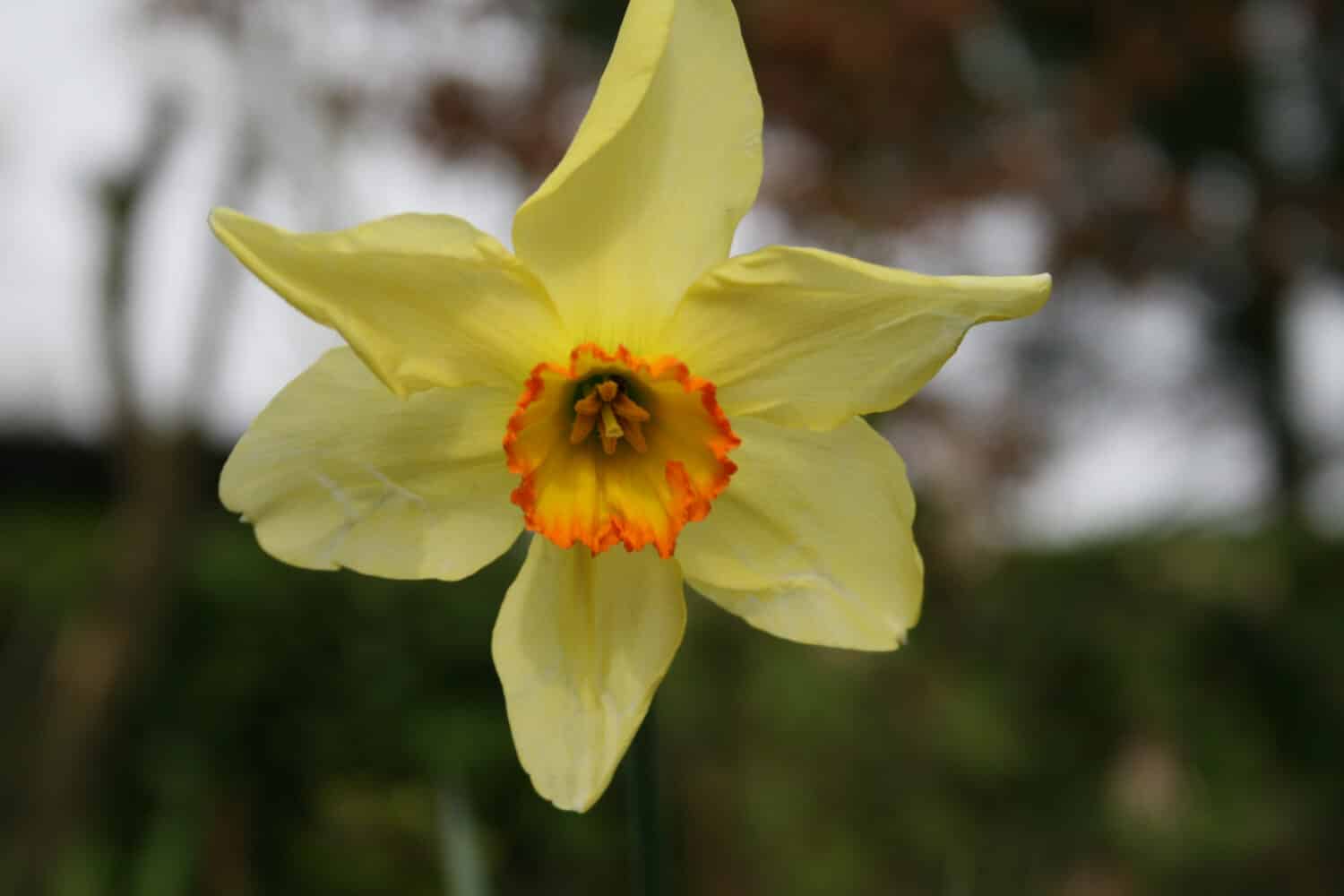 Flowering daffodil species 'bath's flame'