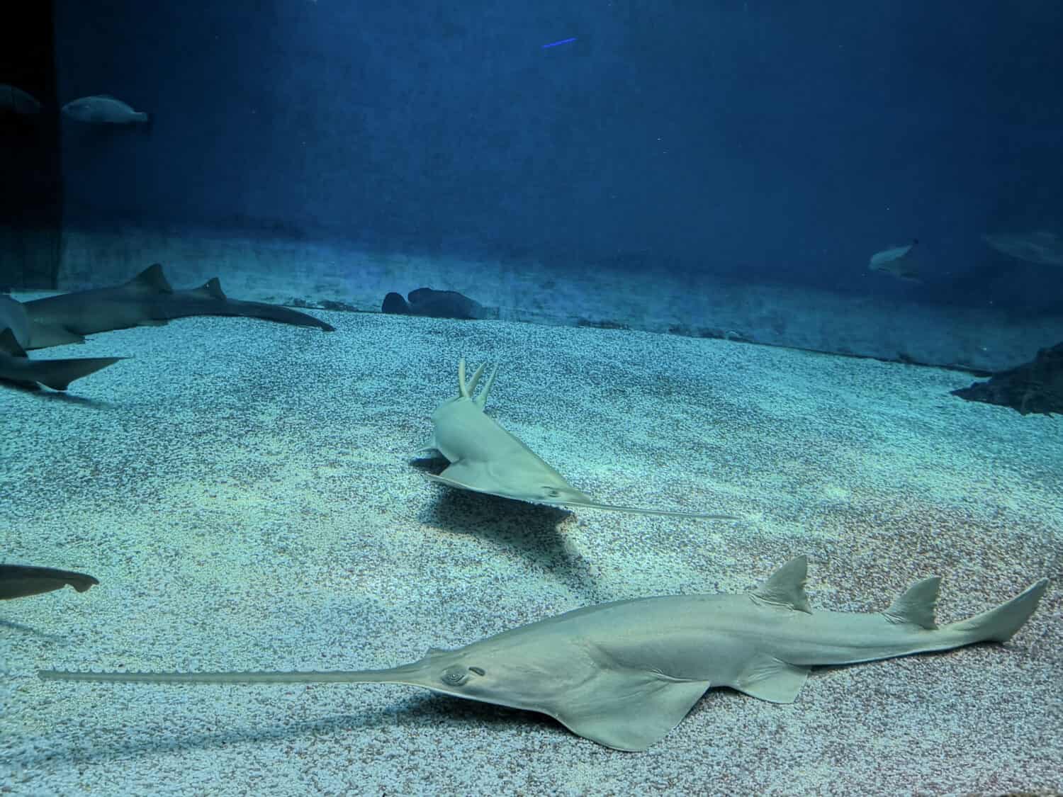 Longcomb sawfish is now considered a critically endangered species