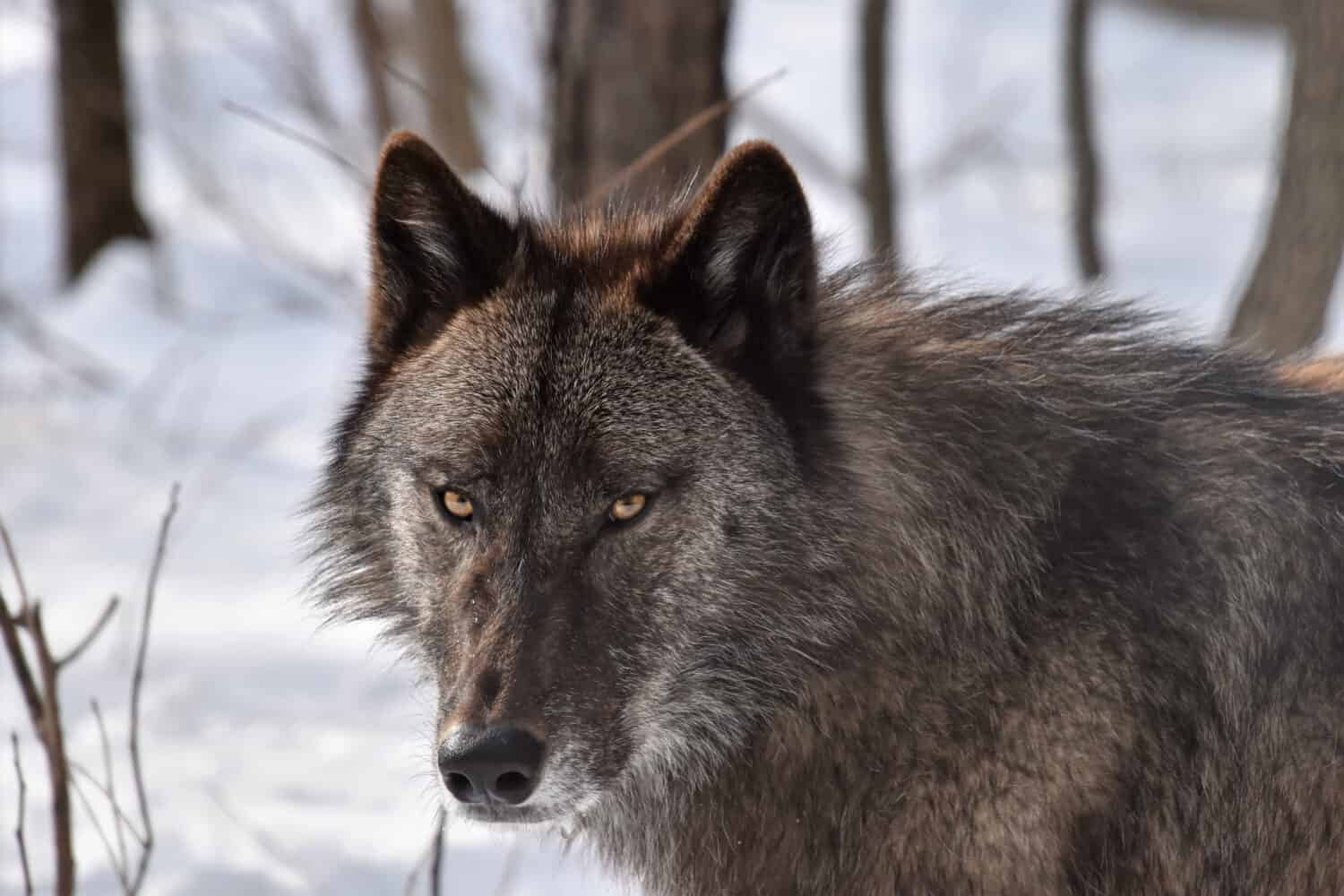 British Columbian wolf