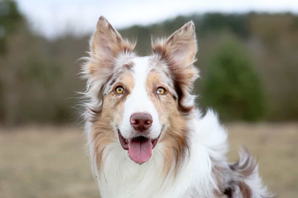Smiling charming adorable sable red merle and white border collie male outdoors portrait on spring time with park background. Most clever dogs breed in the world - herding border collie