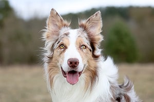 Collie Grooming Guide: 5 Tips for a Healthy and Beautiful Coat Picture