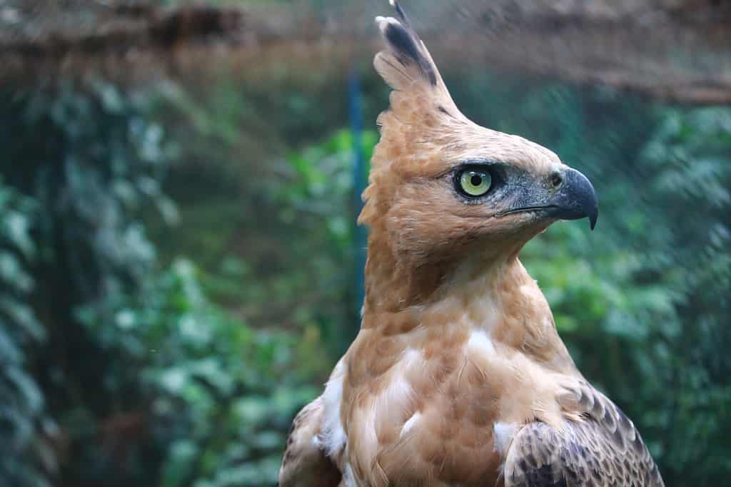 Javan Hawk Eagle
