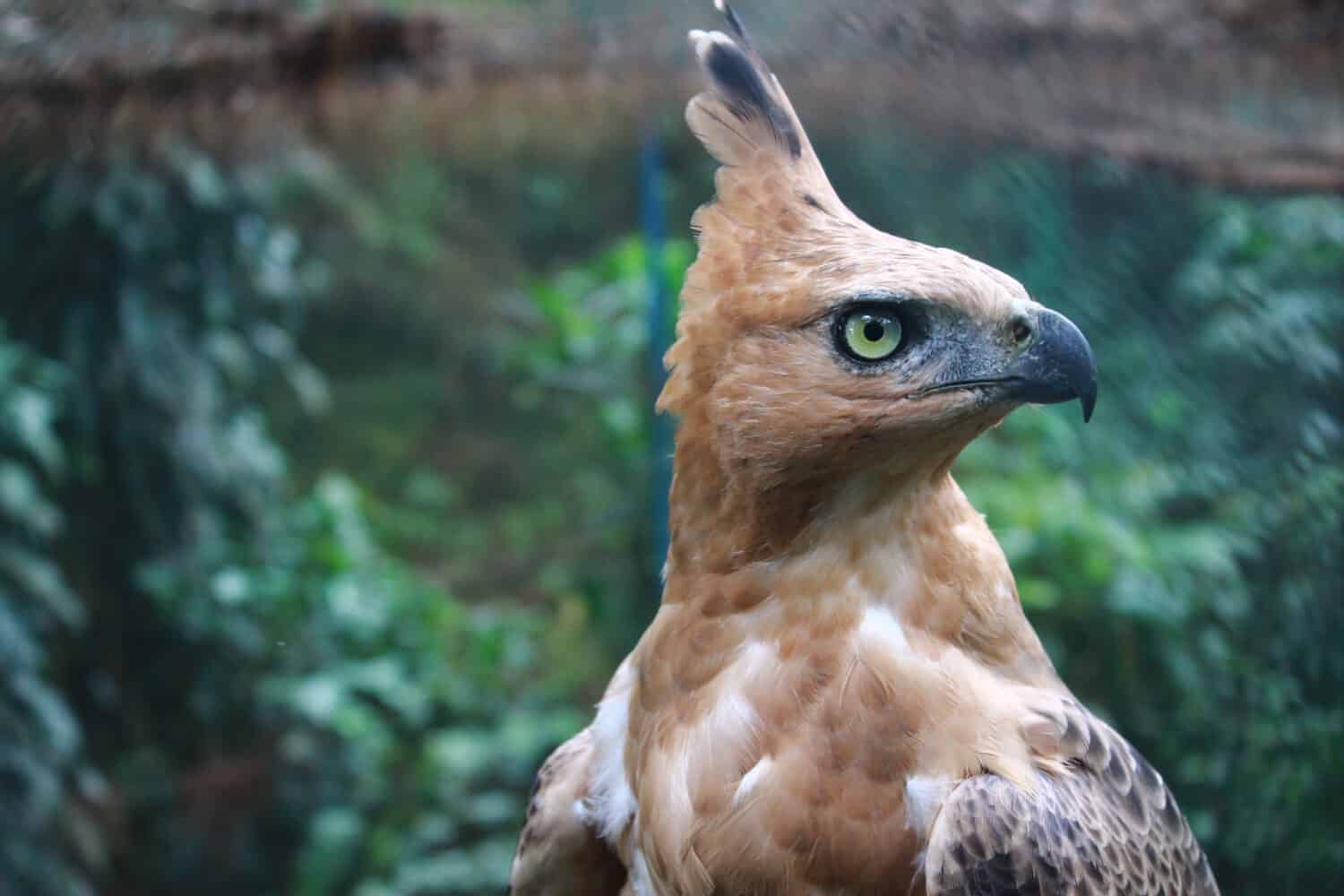 Javan Hawk Eagle