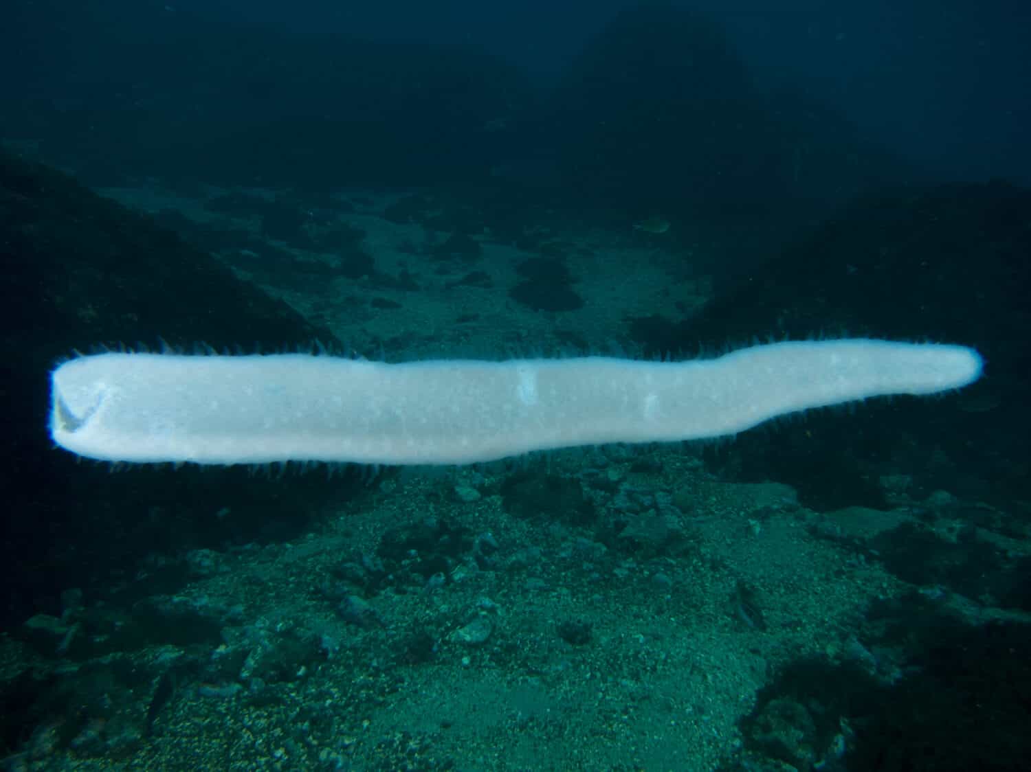 Pyrosome in the Azores.Terceira, Azores, Portugal.