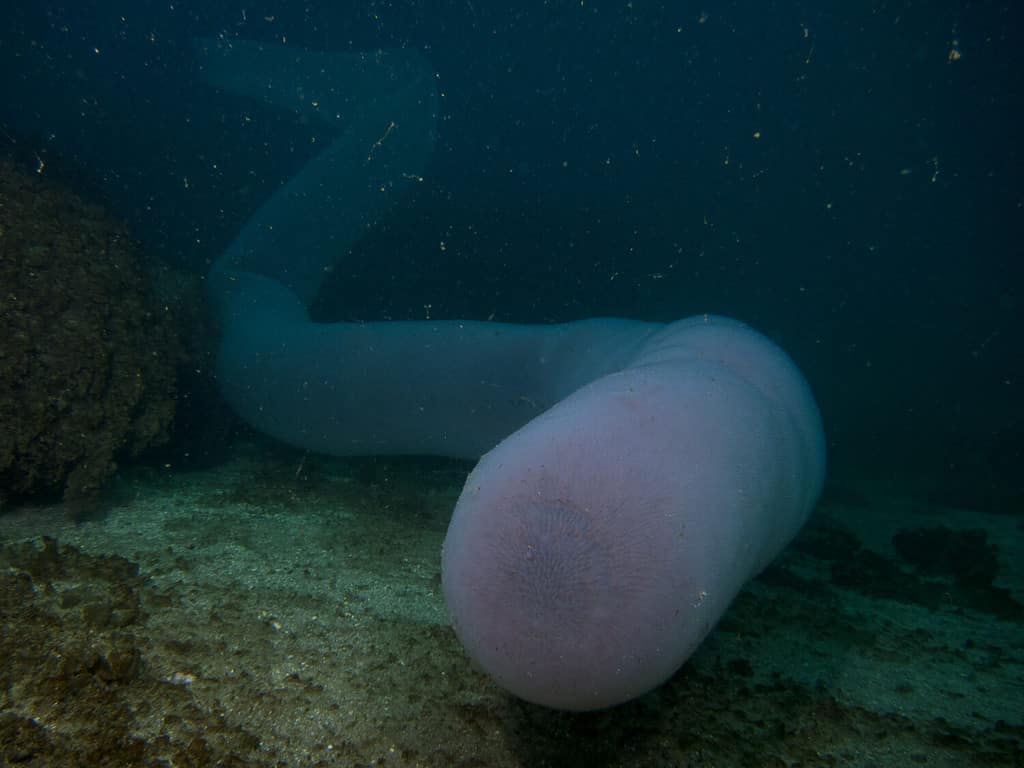 Giant Pyrosome in the bay of Angra do Heroismo. Terceira, Azores, Portugal.
