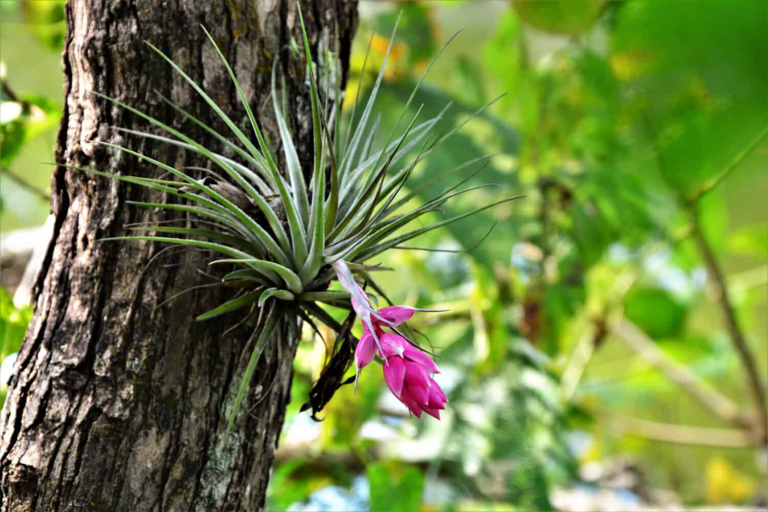 A Tillandsia stricta on the tree trunk