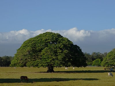 A 8 Beautiful Trees Native to Costa Rica