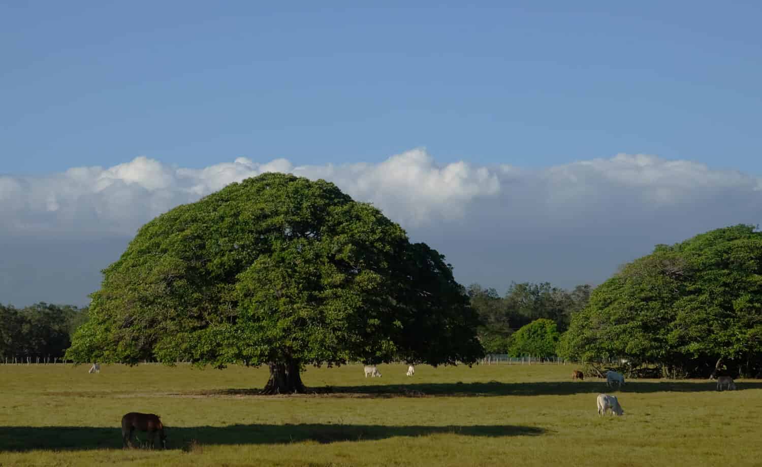 Elephant tree and cattle