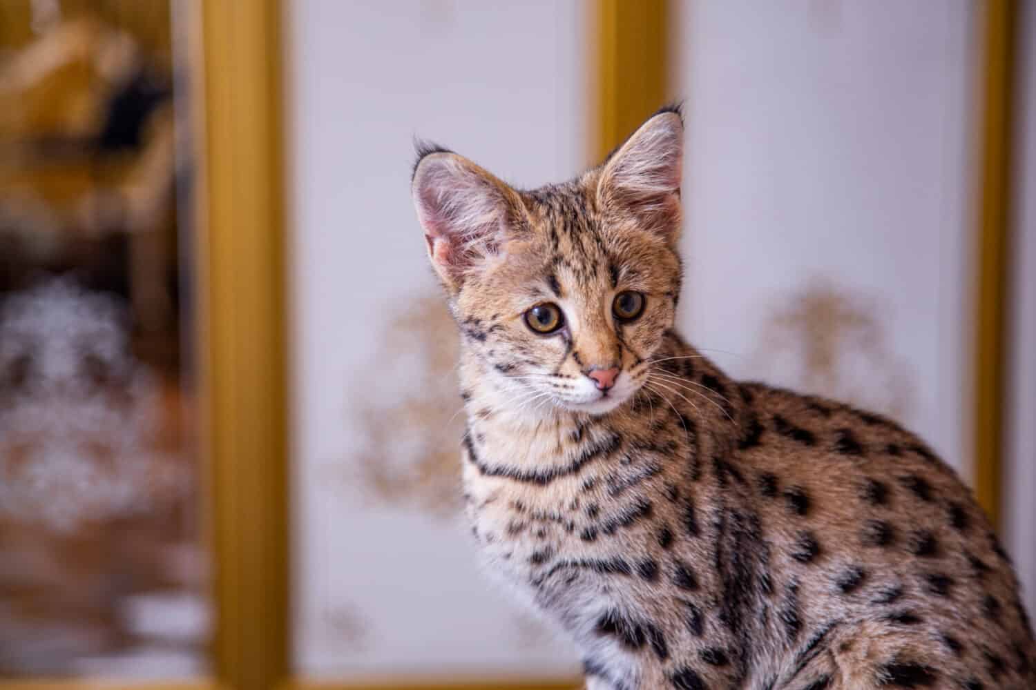 F5 Savannah Cat Price