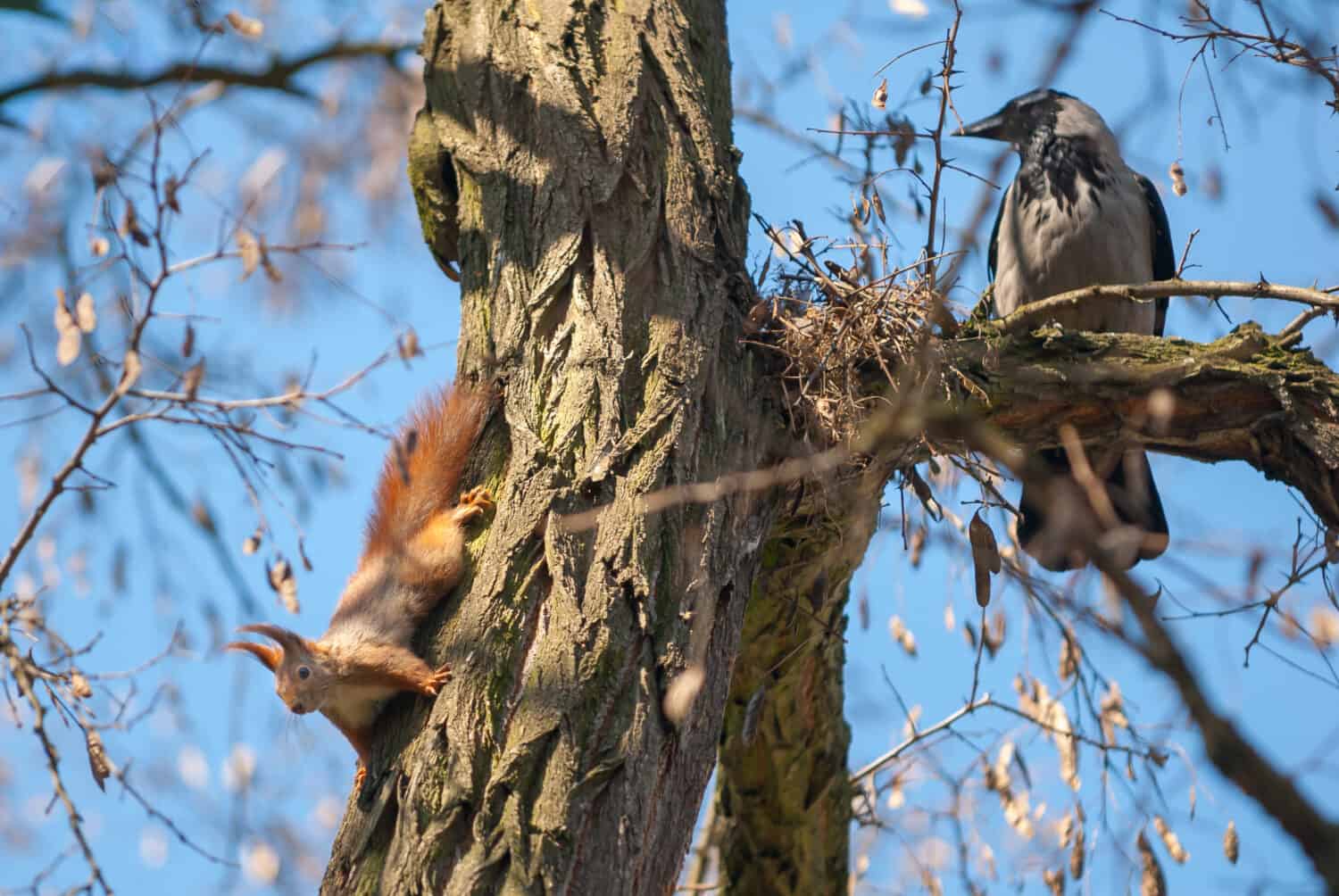 A squirrel and a crow sitting on a tree, with clear blue sky in the background