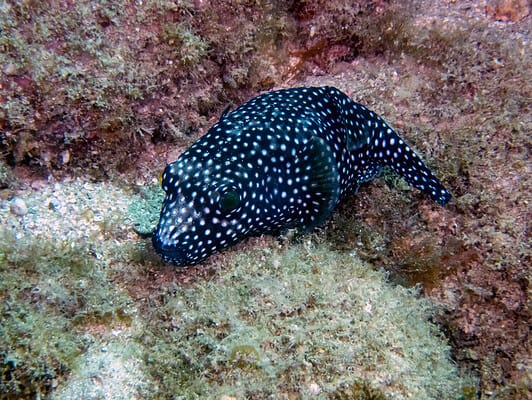 10 Black and White Fish (With Pictures of Each!) - A-Z Animals