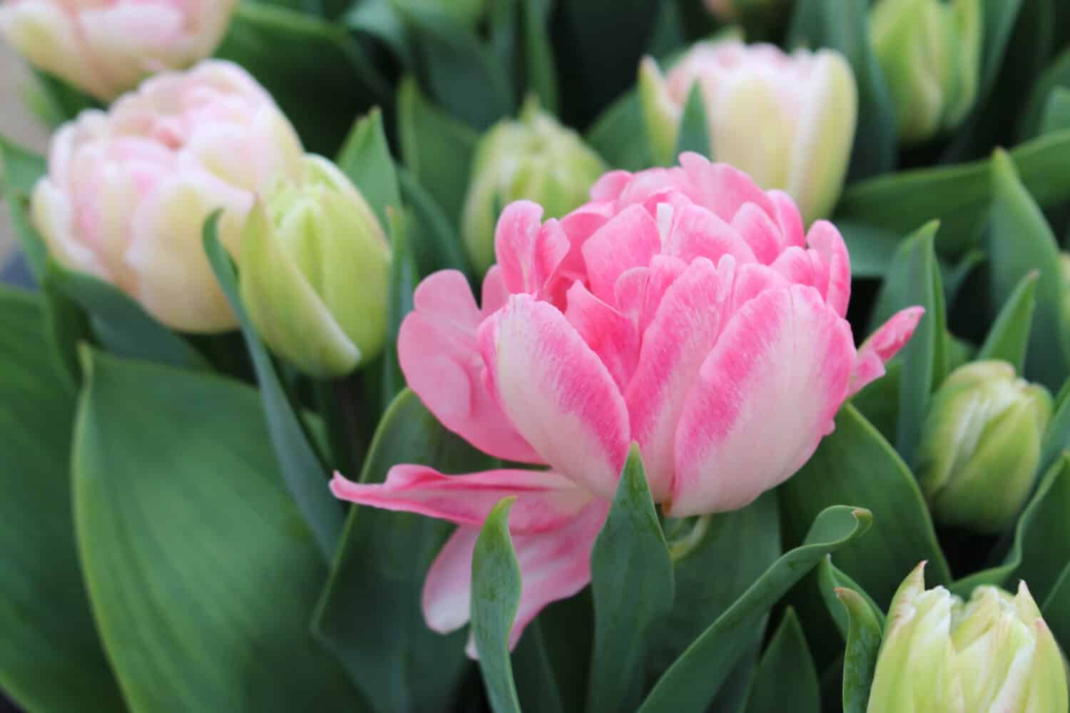 Tulip "Foxtrot". Flower bed of pink double tulips. Spring in the Netherlands.
