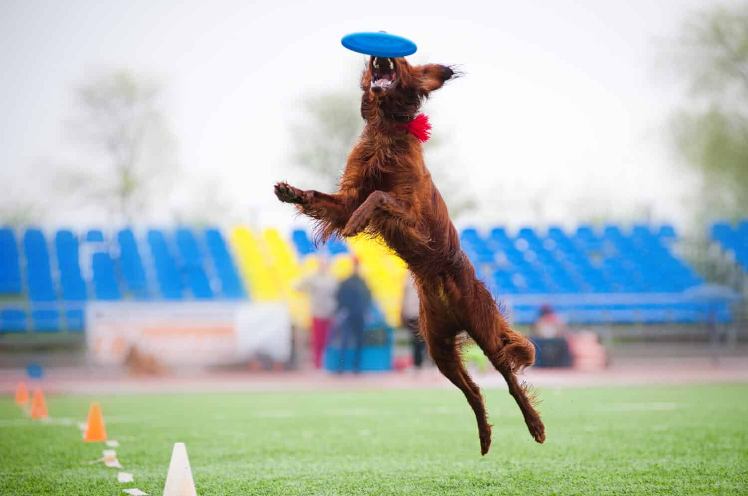 Irish setter catching disc in jump in competitions