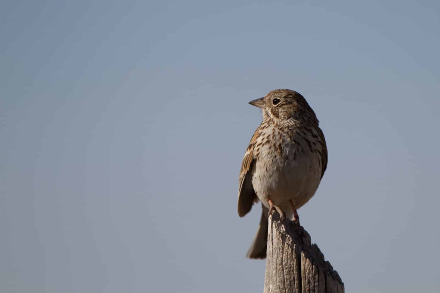Sage Sparrows are birds that Start with S. 