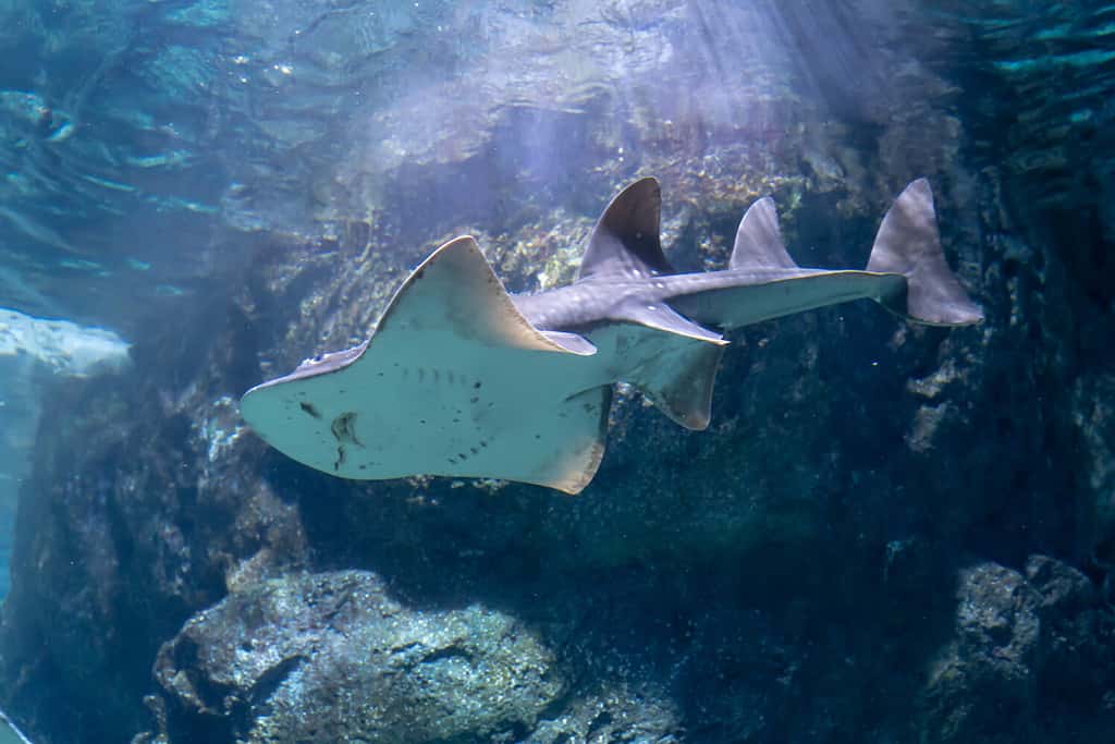 Bowmouth guitarfish (Rhina ancylostoma) swimming around the aquarium