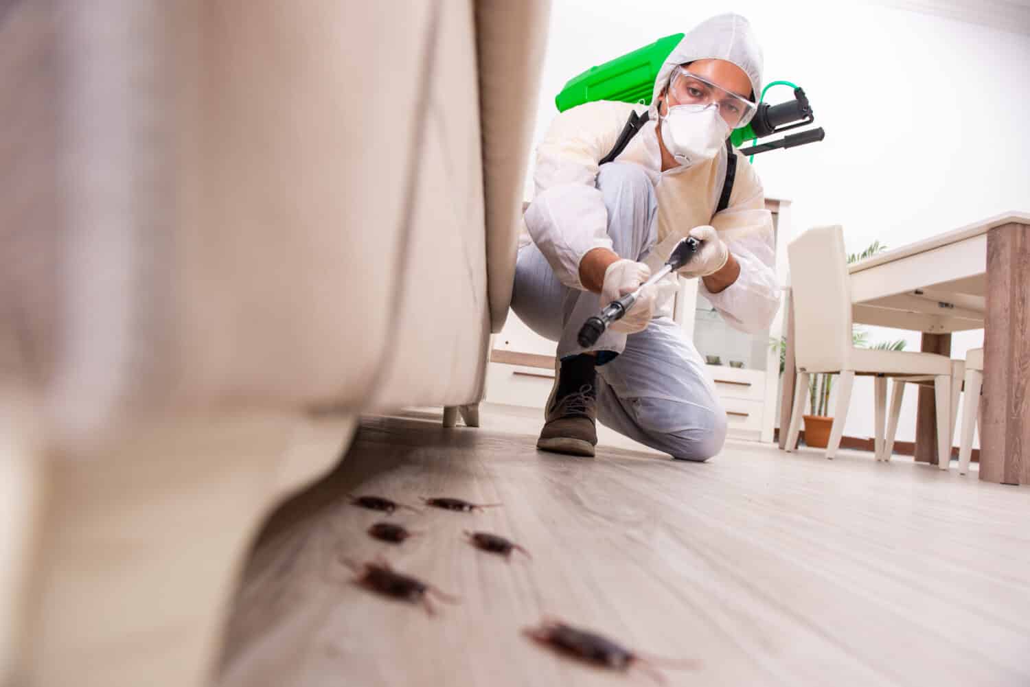 Pest control contractor working in the flat 