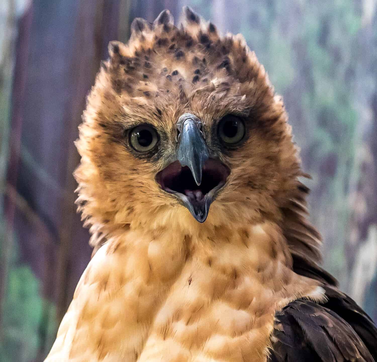 Philippine Hawk Eagle portrait up close