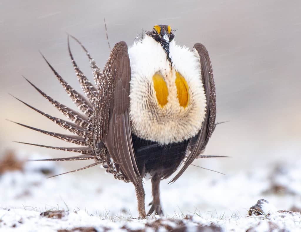 Greater Sage Grouse male, one of the endangered/threatened birds that Start with S. 
