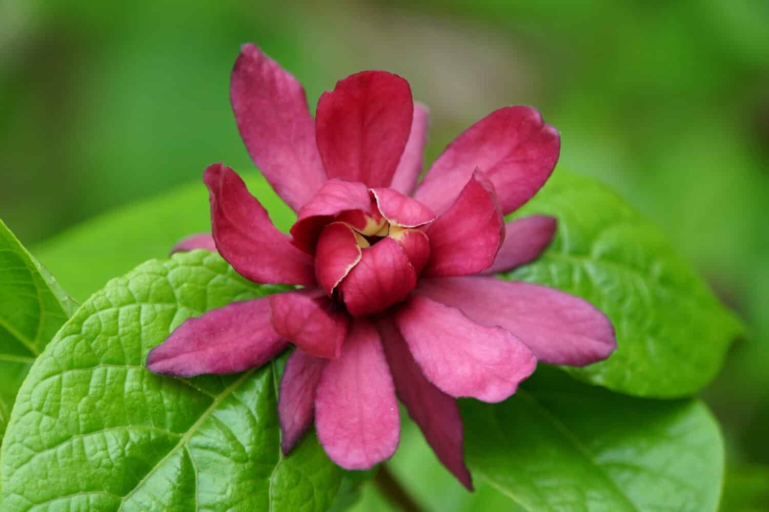 Carolina Allspice, a native deciduous shrub with dark red flower