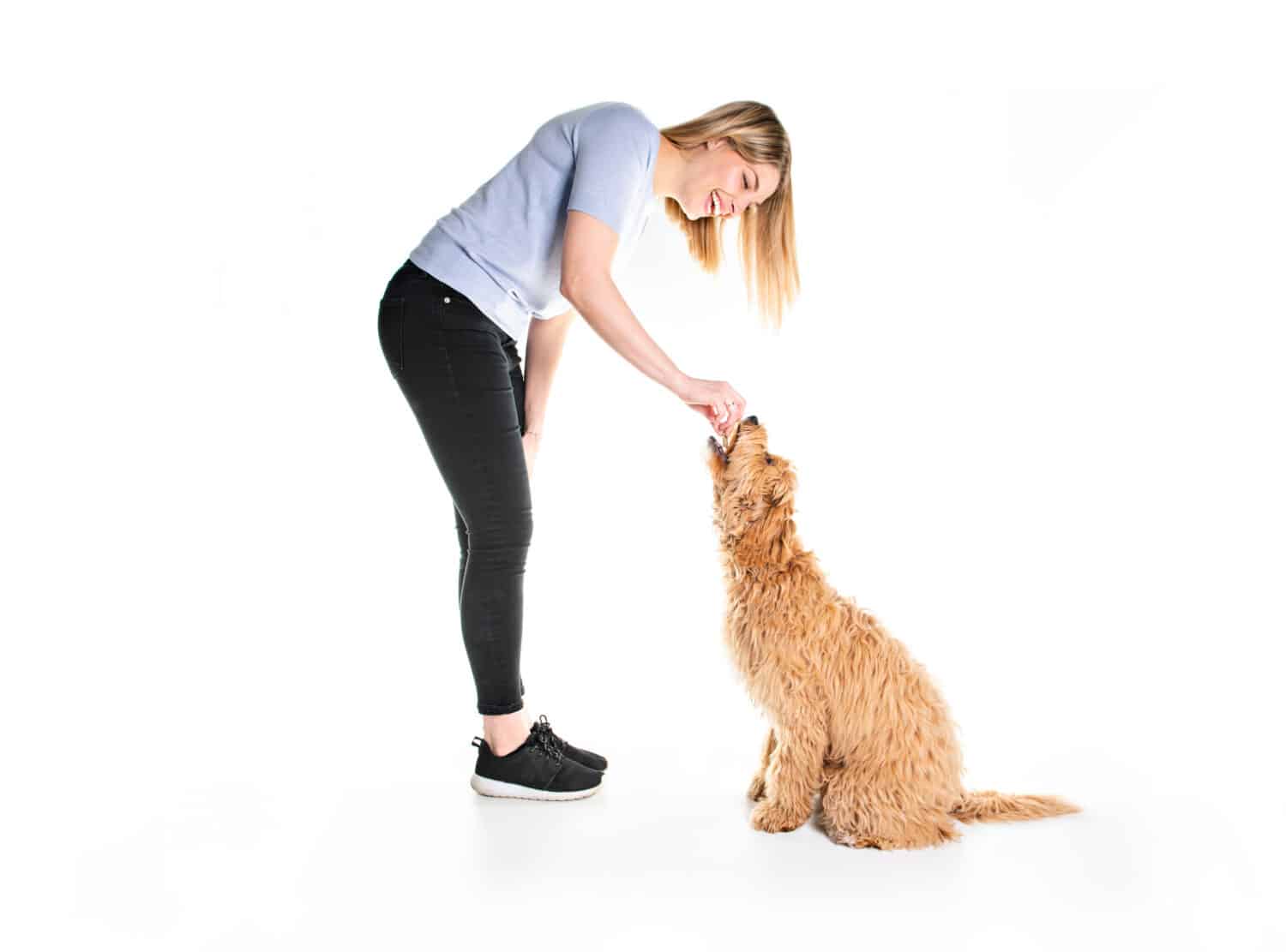 trainer woman with his Golden Labradoodle dog isolated on white background