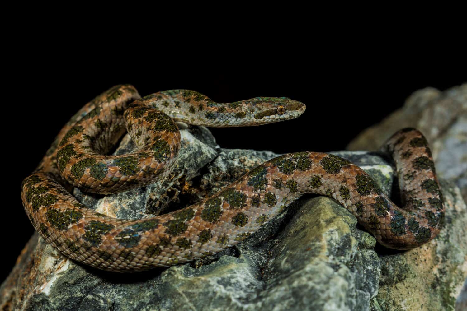 Moonglow boa- A-Z Animals