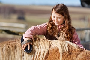 20 Horse Breeds Best Suited For Equine Therapy Picture