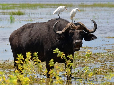 A Buffalo