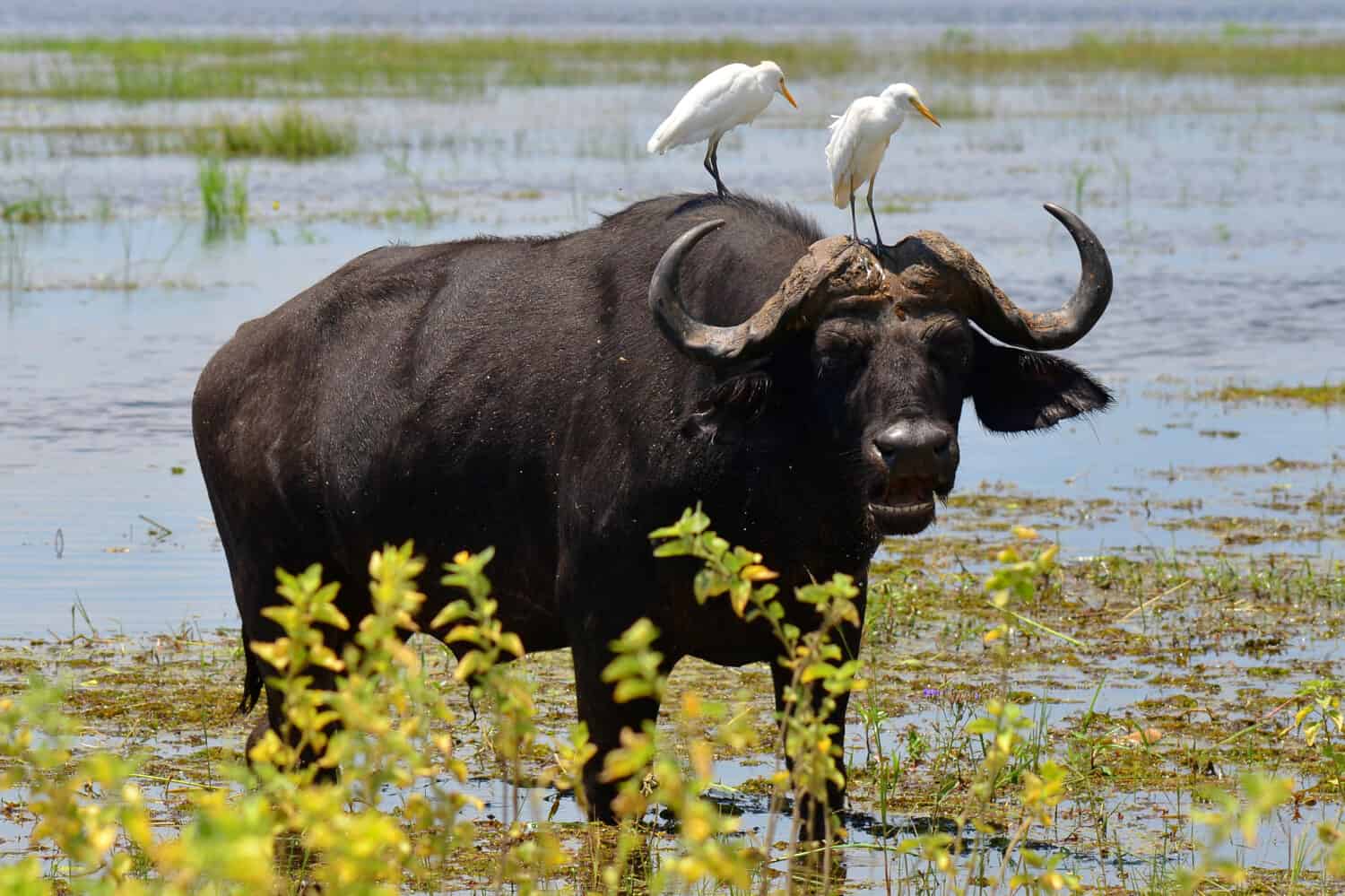 10 Incredible Buffalo Facts - A-Z Animals