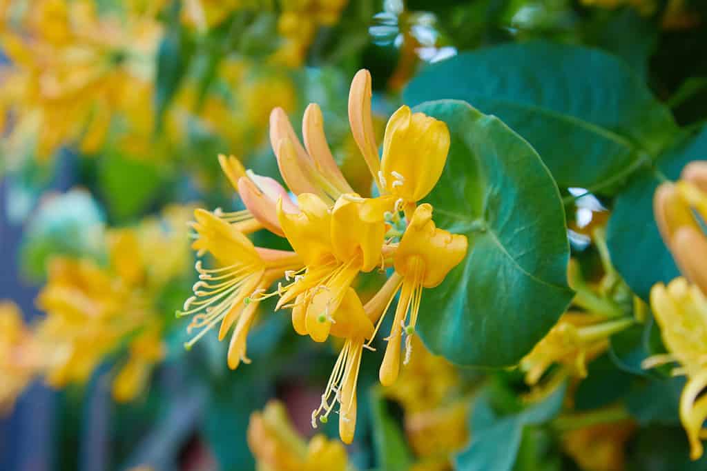 Blooming yellow honeysuckle Bush. Flowering white-yellow Honeysuckle(Woodbine). Lonicera japonica, known as Japanese honeysuckle and golden-and-silver honeysuckle