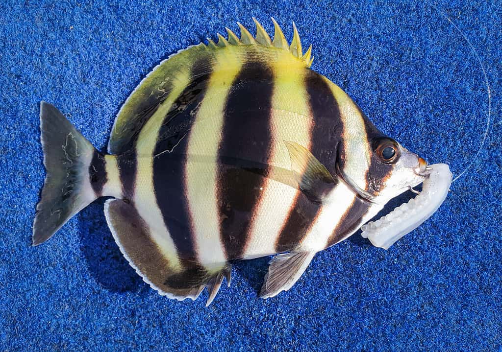 Moonlighter or Six Banded Sweep, Tildon sexfaciatus. Endemic to southern Australia, inhabiting shallow reefy areas. Caught with Squid on a hook. Pretty striped fish.